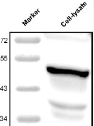 SurA | SurA in the group Antibodies Other Species / Bacteria at Agrisera AB (Antibodies for research) (AS10 798)